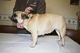 BOULEDOGUE FRANCAIS - BROSSAGE 021